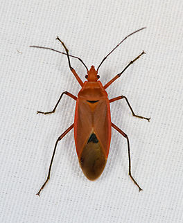 Dysdercus fuscomaculatus, Minggre, Arfak Mountains, Papua  Arfak Mountains,Australia (continent),Dysdercus fuscomaculatus,Geotagged,Indonesia,Minggre,New Guinea,Papua,Papua 2023,Spring,Vogelkop,West Papua,Western New Guinea