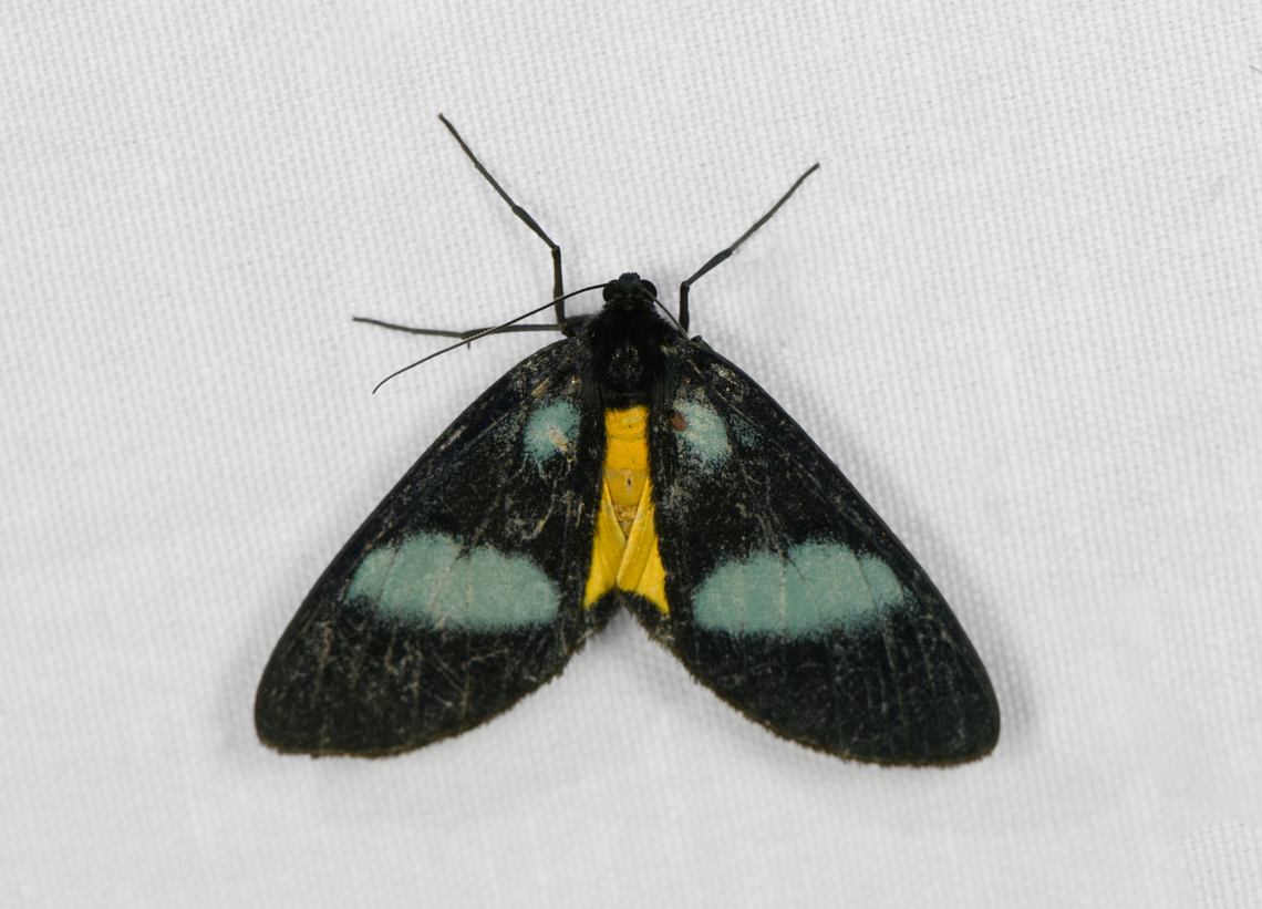 Lobocraspeda latefascia, Minggre, Arfak Mountains, Papua  Arfak Mountains,Australia (continent),Geotagged,Indonesia,Lobocraspeda latefascia,Minggre,New Guinea,Papua,Papua 2023,Spring,Vogelkop,West Papua,Western New Guinea