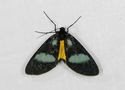 Lobocraspeda latefascia, Minggre, Arfak Mountains, Papua  Arfak Mountains,Australia (continent),Geotagged,Indonesia,Lobocraspeda latefascia,Minggre,New Guinea,Papua,Papua 2023,Spring,Vogelkop,West Papua,Western New Guinea