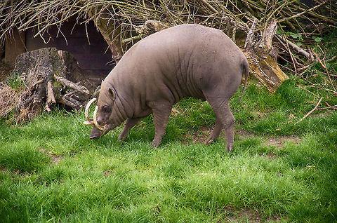 Buru Babirusa full body view, Antwerpen Zoo  Antwerpen,Babyrousa babyrussa,Belgium,Buru Babirusa,Europe