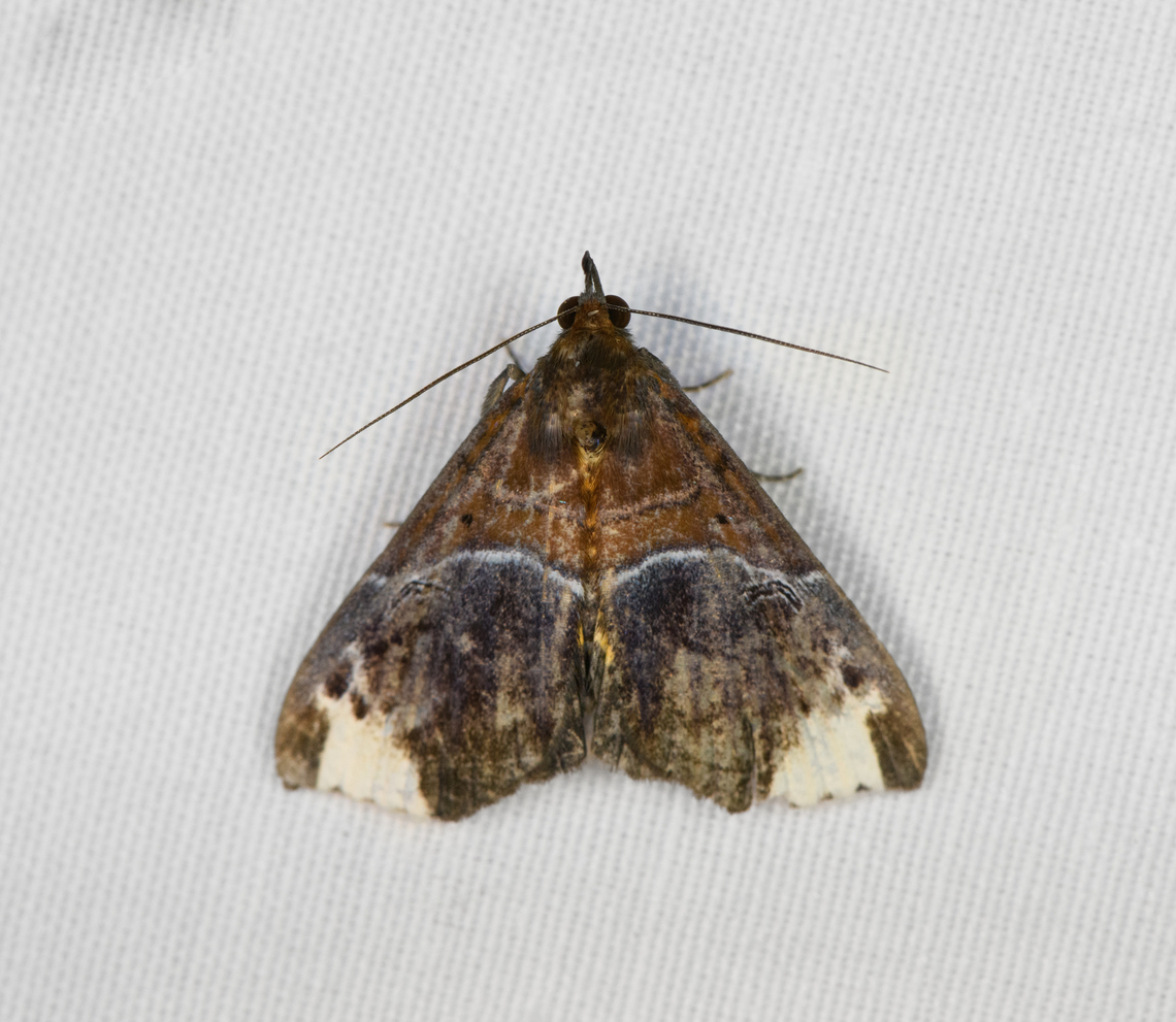 Euphiuche apoblepta, Minggre, Arfak Mountains, Papua  Arfak Mountains,Australia (continent),Euphiuche apoblepta,Geotagged,Indonesia,Minggre,New Guinea,Papua,Papua 2023,Spring,Vogelkop,West Papua,Western New Guinea