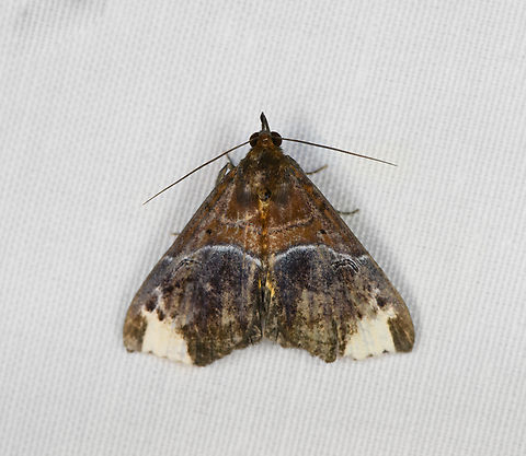 Euphiuche apoblepta, Minggre, Arfak Mountains, Papua  Arfak Mountains,Australia (continent),Euphiuche apoblepta,Geotagged,Indonesia,Minggre,New Guinea,Papua,Papua 2023,Spring,Vogelkop,West Papua,Western New Guinea