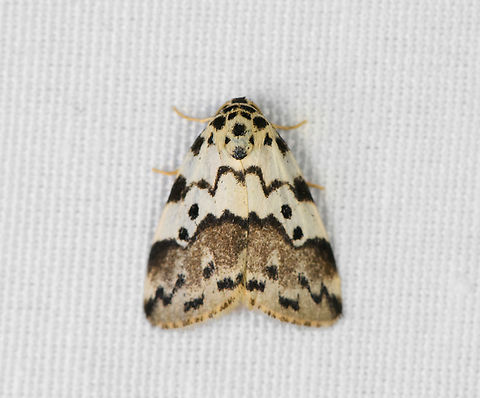 Cisthenina, Minggre, Arfak Mountains, Papua Possibly Aemene sp. Arfak Mountains,Australia (continent),Geotagged,Indonesia,Minggre,New Guinea,Papua,Papua 2023,Spring,Vogelkop,West Papua,Western New Guinea