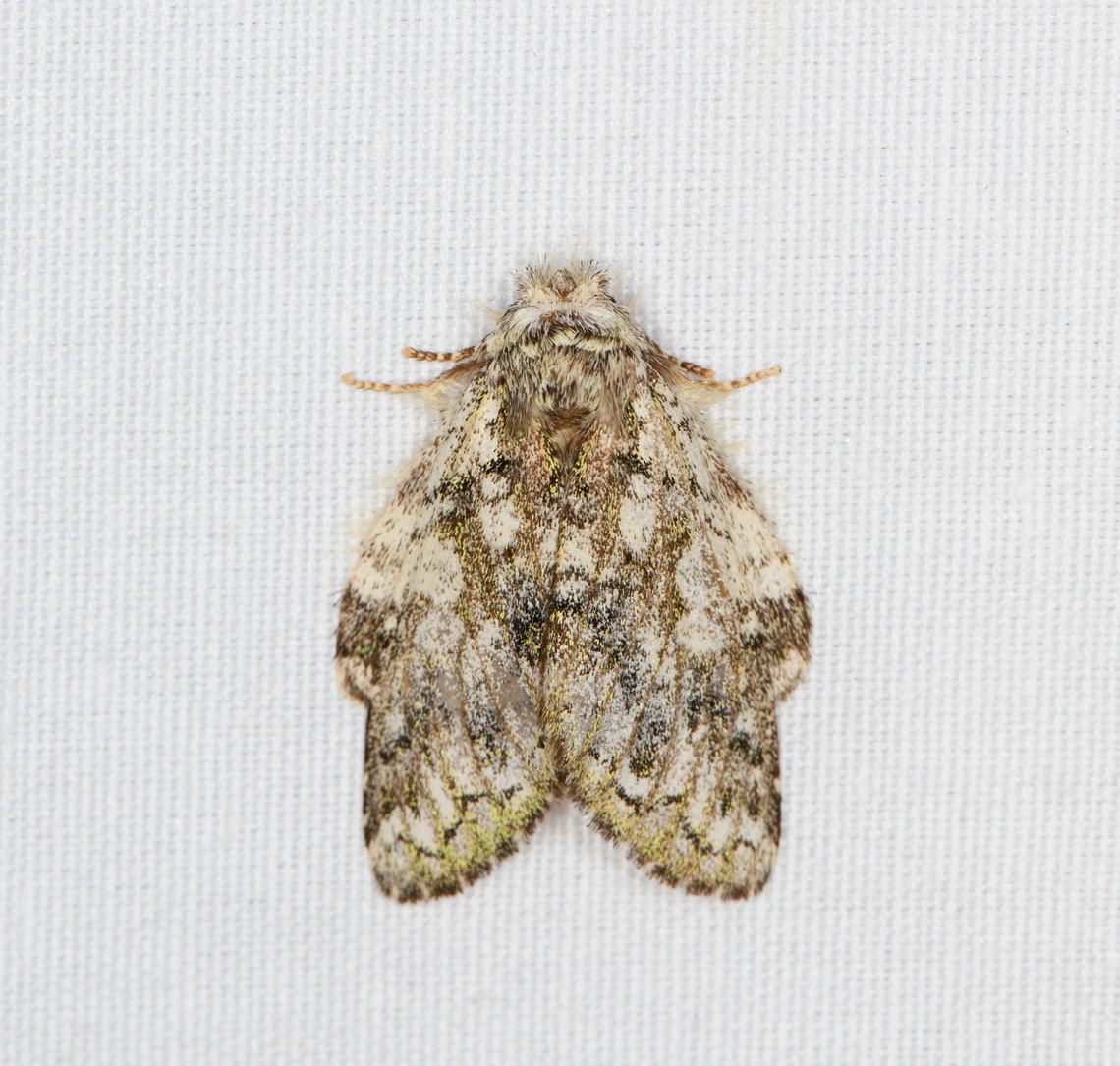 Syntypistis opaca, Minggre, Arfak Mountains, Papua  Arfak Mountains,Australia (continent),Geotagged,Indonesia,Minggre,New Guinea,Papua,Papua 2023,Spring,Syntypistis opaca,Vogelkop,West Papua,Western New Guinea