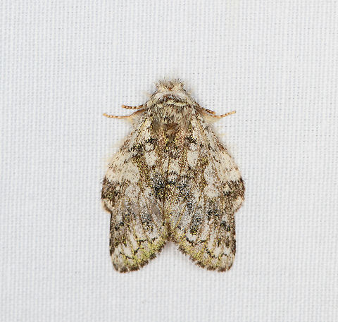 Syntypistis opaca, Minggre, Arfak Mountains, Papua  Arfak Mountains,Australia (continent),Geotagged,Indonesia,Minggre,New Guinea,Papua,Papua 2023,Spring,Syntypistis opaca,Vogelkop,West Papua,Western New Guinea