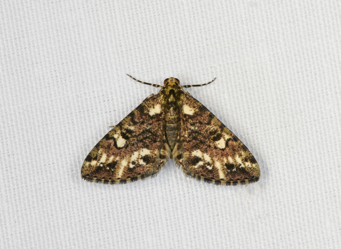Geometer Moth, Minggre, Arfak Mountains, Papua  Arfak Mountains,Australia (continent),Geotagged,Indonesia,Minggre,New Guinea,Papua,Papua 2023,Spring,Vogelkop,West Papua,Western New Guinea
