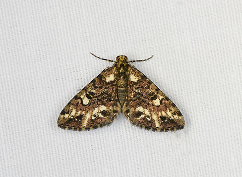 Geometer Moth, Minggre, Arfak Mountains, Papua  Arfak Mountains,Australia (continent),Geotagged,Indonesia,Minggre,New Guinea,Papua,Papua 2023,Spring,Vogelkop,West Papua,Western New Guinea