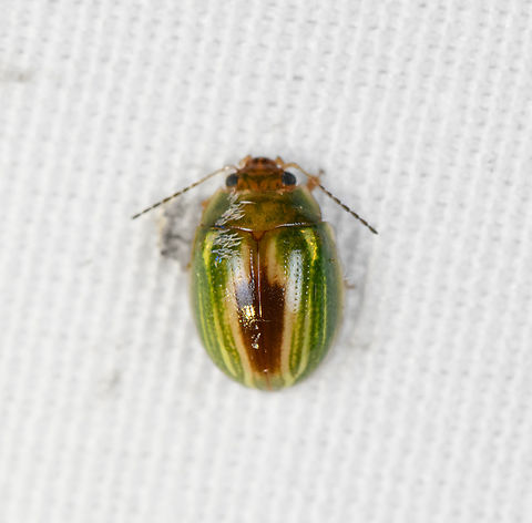 Leaf beetle/Peltoschema sp., Minggre, Arfak Mountains, Papua  Arfak Mountains,Australia (continent),Geotagged,Indonesia,Minggre,New Guinea,Papua,Papua 2023,Spring,Vogelkop,West Papua,Western New Guinea