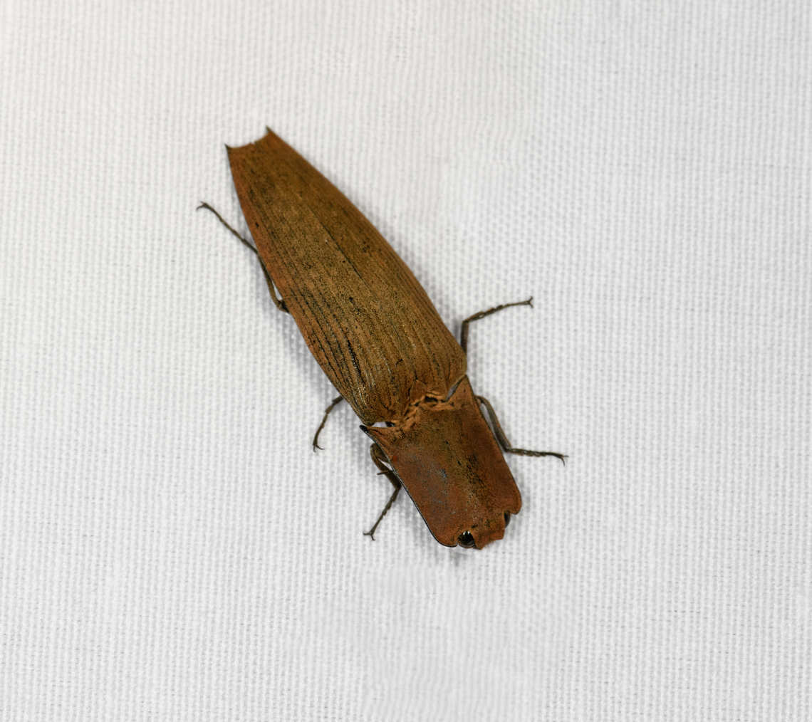 Cryptalaus arfakianus, Minggre, Arfak Mountains, Papua Tentative ID. Arfak Mountains,Australia (continent),Cryptalaus arfakianus,Geotagged,Indonesia,Minggre,New Guinea,Papua,Papua 2023,Spring,Vogelkop,West Papua,Western New Guinea