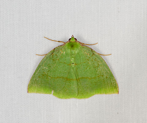 Oenochlora imperialis, Minggre, Arfak Mountains, Papua  Arfak Mountains,Australia (continent),Geotagged,Indonesia,Minggre,New Guinea,Oenochlora,Oenochlora imperialis,Papua,Papua 2023,Spring,Vogelkop,West Papua,Western New Guinea