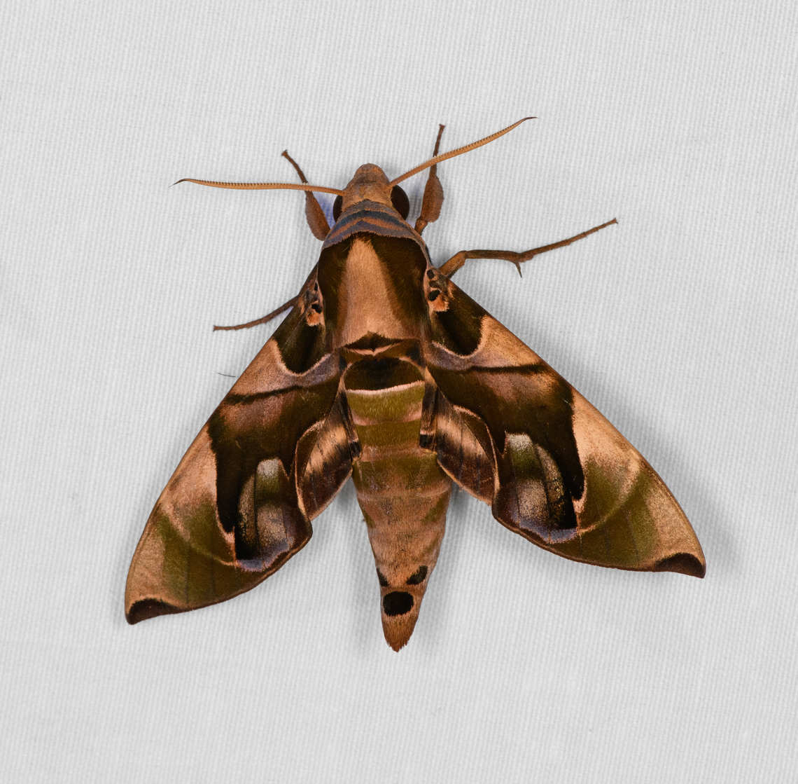 Daphnis protrudens, Minggre, Arfak Mountains, Papua  Arfak Mountains,Australia (continent),Daphnis protrudens,Geotagged,Indonesia,Minggre,New Guinea,Papua,Papua 2023,Spring,Vogelkop,West Papua,Western New Guinea