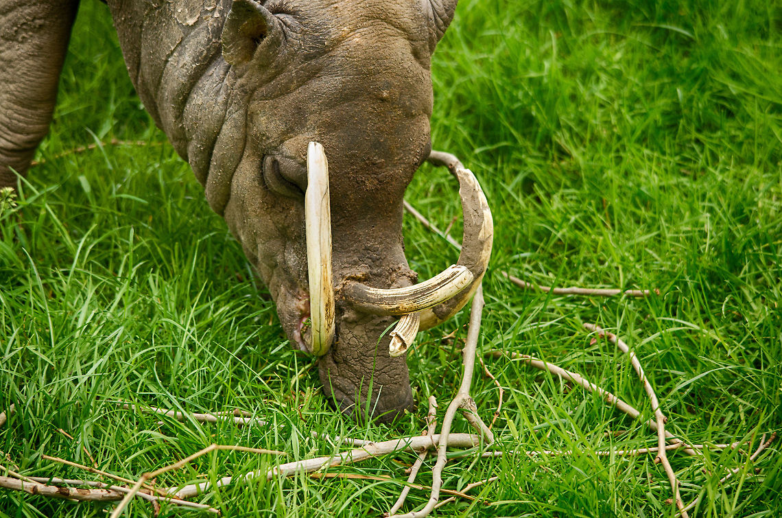 Buru Babirusa head closeup, Antwerpen Zoo  Antwerpen,Babyrousa babyrussa,Belgium,Buru Babirusa,Europe