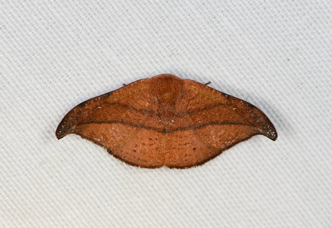 Urogonodes patiens, Minggre, Arfak Mountains, Papua  Arfak Mountains,Australia (continent),Geotagged,Indonesia,Minggre,New Guinea,Papua,Papua 2023,Spring,Urogonodes patiens,Vogelkop,West Papua,Western New Guinea