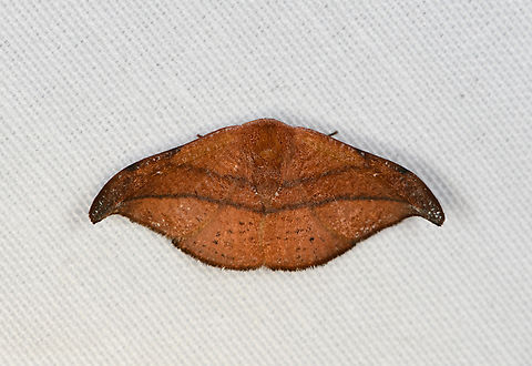 Urogonodes patiens, Minggre, Arfak Mountains, Papua  Arfak Mountains,Australia (continent),Geotagged,Indonesia,Minggre,New Guinea,Papua,Papua 2023,Spring,Urogonodes patiens,Vogelkop,West Papua,Western New Guinea