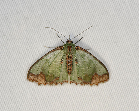 Eucyclodes iridescens, Minggre, Arfak Mountains, Papua  Arfak Mountains,Australia (continent),Eucyclodes iridescens,Geotagged,Indonesia,Minggre,New Guinea,Papua,Papua 2023,Spring,Vogelkop,West Papua,Western New Guinea