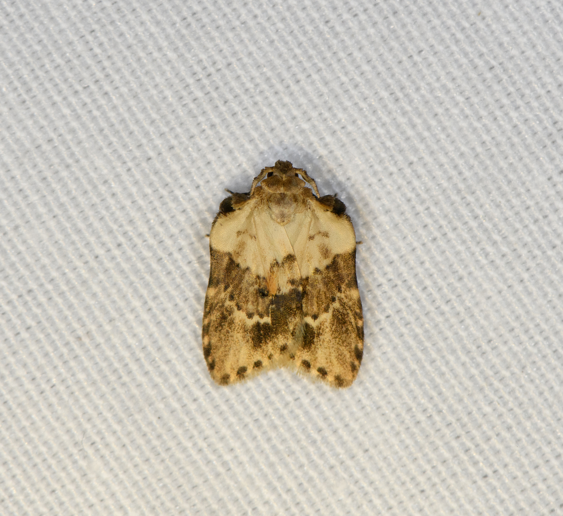 Utriculofera variegata, Minggre, Arfak Mountains, Papua Tortricidae, perhaps. Arfak Mountains,Australia (continent),Geotagged,Indonesia,Minggre,New Guinea,Papua,Papua 2023,Spring,Utriculofera variegata,Vogelkop,West Papua,Western New Guinea