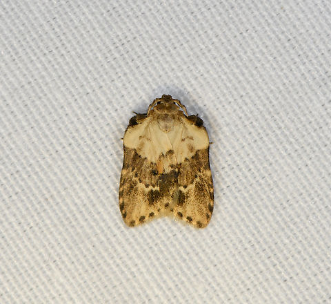 Utriculofera variegata