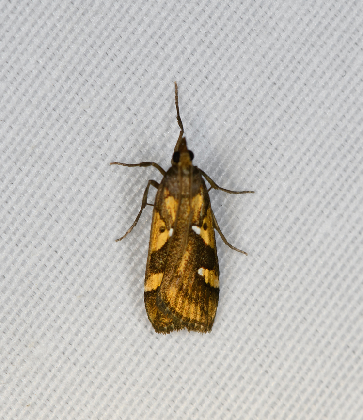 Hoploscopinae, Minggre, Arfak Mountains, Papua  Arfak Mountains,Australia (continent),Geotagged,Indonesia,Minggre,New Guinea,Papua,Papua 2023,Spring,Vogelkop,West Papua,Western New Guinea