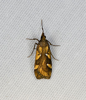 Hoploscopinae, Minggre, Arfak Mountains, Papua  Arfak Mountains,Australia (continent),Geotagged,Indonesia,Minggre,New Guinea,Papua,Papua 2023,Spring,Vogelkop,West Papua,Western New Guinea