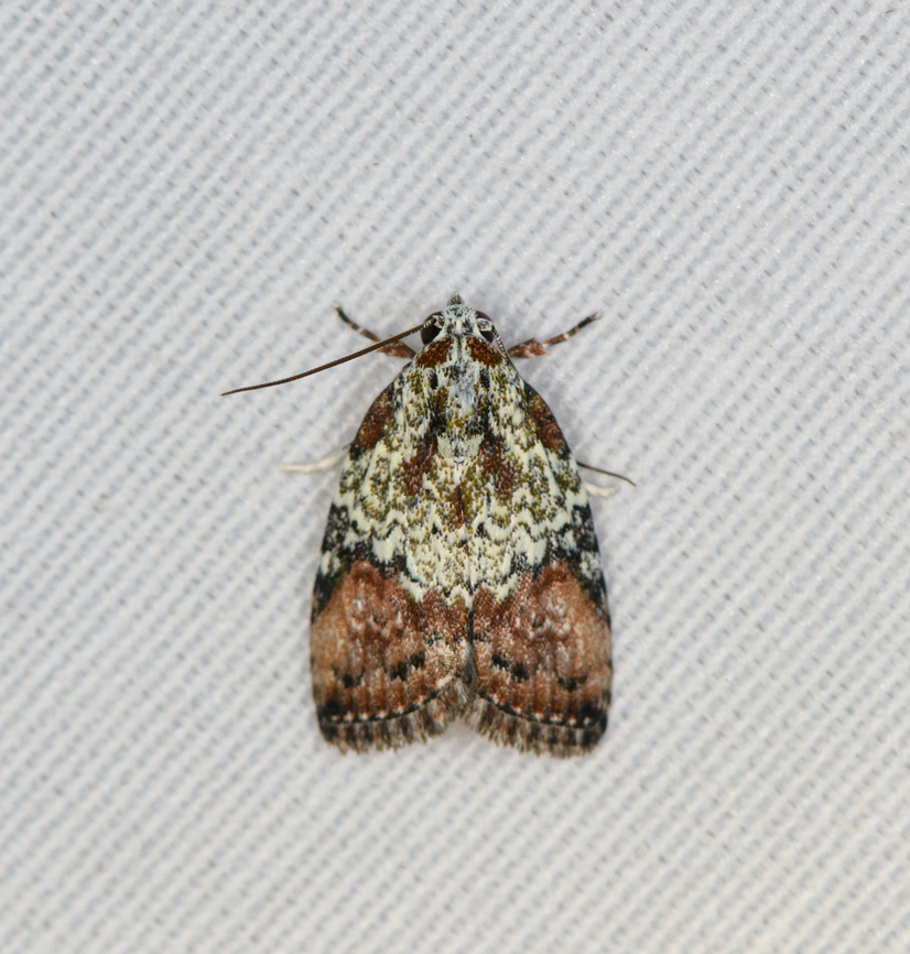 Giaura leucopasa, Minggre, Arfak Mountains, Papua  Arfak Mountains,Australia (continent),Geotagged,Giaura leucopasa,Indonesia,Minggre,New Guinea,Papua,Papua 2023,Spring,Vogelkop,West Papua,Western New Guinea