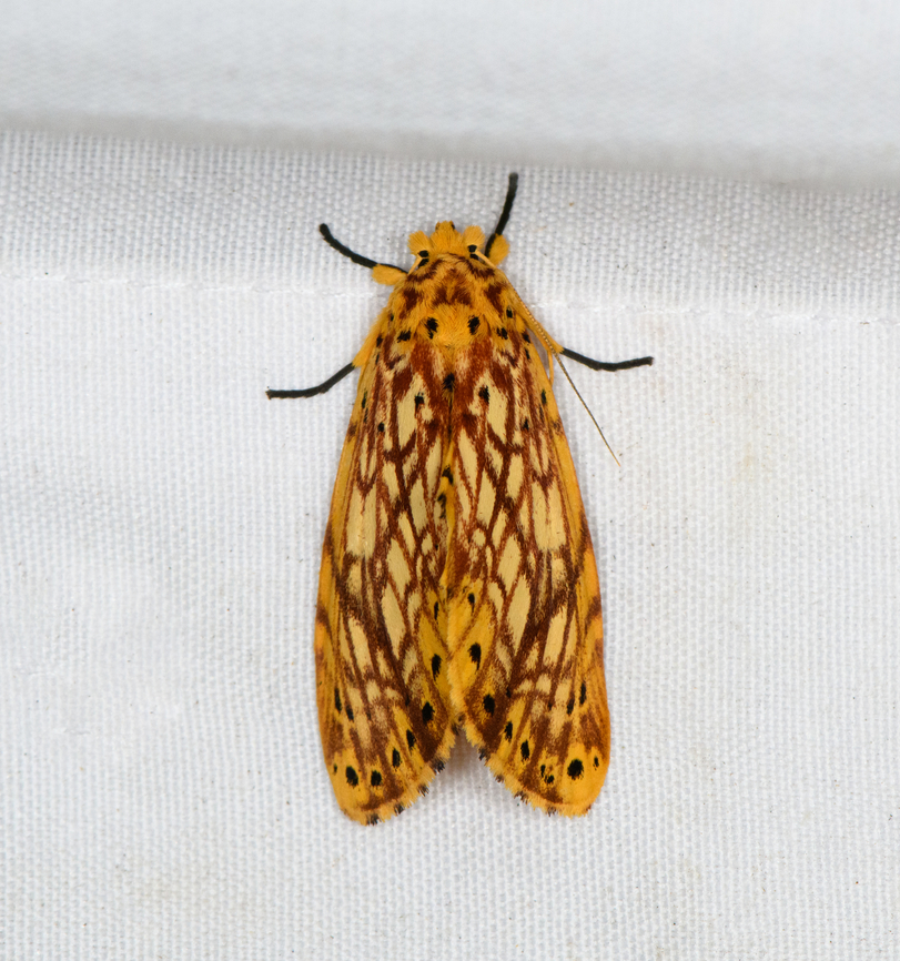 Parabasis felixi, Minggre, Arfak Mountains, Papua  Arfak Mountains,Australia (continent),Geotagged,Indonesia,Minggre,New Guinea,Papua,Papua 2023,Parabasis felixi,Spring,Vogelkop,West Papua,Western New Guinea