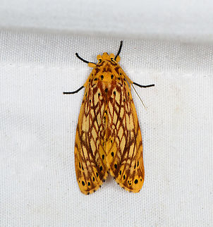 Parabasis felixi, Minggre, Arfak Mountains, Papua  Arfak Mountains,Australia (continent),Geotagged,Indonesia,Minggre,New Guinea,Papua,Papua 2023,Parabasis felixi,Spring,Vogelkop,West Papua,Western New Guinea