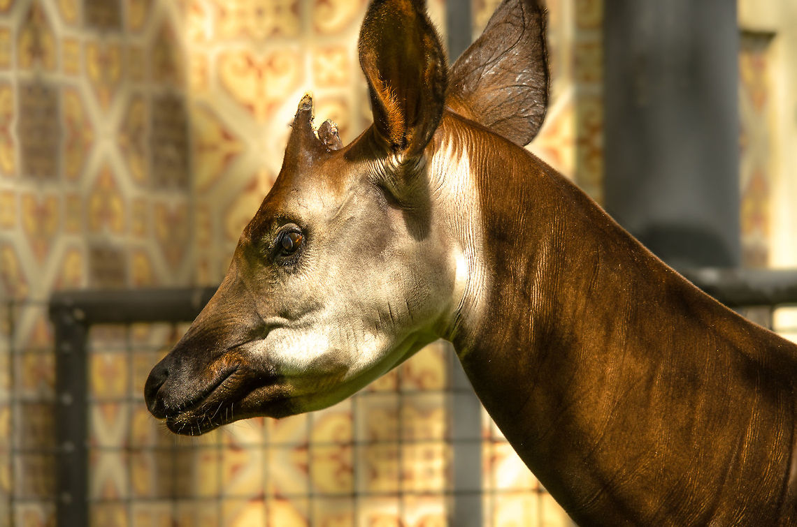 Okapi closeup, Antwerpen Zoo Meet the Okapi, the Giraffe&#039;s only living &#039;cousin&#039;. This closeup does not show one if it&#039;s remarkable qualities: the striped zebra pattern that makes it looks like a crossover between a giraffe and a zebra. The species is threatened and recovery is troublesome as females carry one calf at most, 425 tot 491 days, until birth.<br />
<br />
The Antwerpen Zoo was the first zoo to have an Okapi in its management in 1919 and has taken up the task of managing the species family tree worldwide. Antwerpen,Belgium,Europe,Okapia johnstoni,okapi