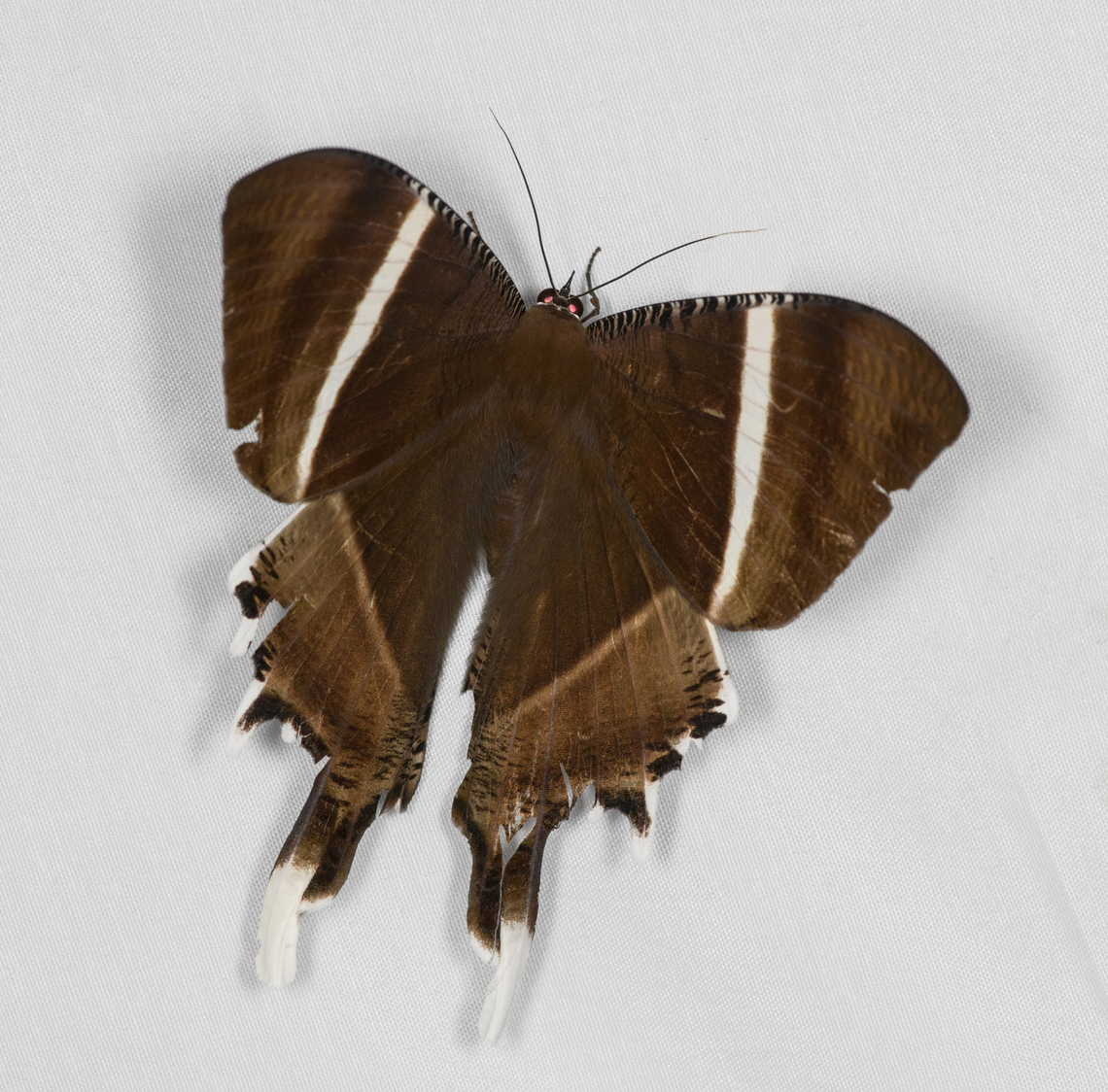 Lyssa macleayi, Minggre, Arfak Mountains, Papua  Arfak Mountains,Australia (continent),Geotagged,Indonesia,Lyssa macleayi,Minggre,New Guinea,Papua,Papua 2023,Spring,Vogelkop,West Papua,Western New Guinea