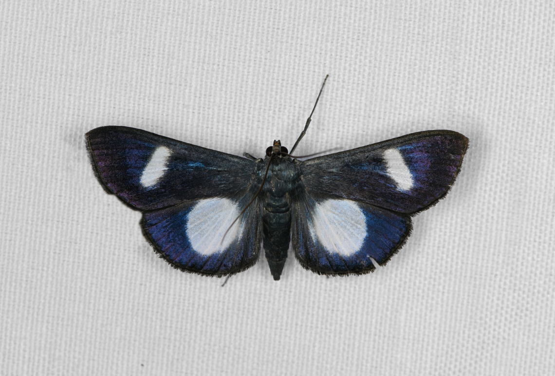 Craspedosis uniplaga, Minggre, Arfak Mountains, Papua  Arfak Mountains,Australia (continent),Craspedosis uniplaga,Geotagged,Indonesia,Minggre,New Guinea,Papua,Papua 2023,Spring,Vogelkop,West Papua,Western New Guinea