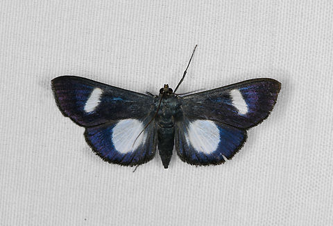 Craspedosis uniplaga, Minggre, Arfak Mountains, Papua  Arfak Mountains,Australia (continent),Craspedosis uniplaga,Geotagged,Indonesia,Minggre,New Guinea,Papua,Papua 2023,Spring,Vogelkop,West Papua,Western New Guinea