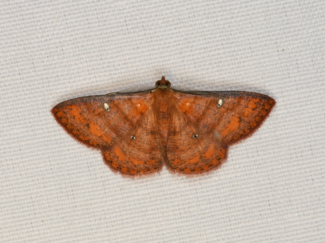 Casbia scardamiata, Minggre, Arfak Mountains, Papua  Arfak Mountains,Australia (continent),Casbia scardamiata,Geotagged,Indonesia,Minggre,New Guinea,Papua,Papua 2023,Spring,Vogelkop,West Papua,Western New Guinea