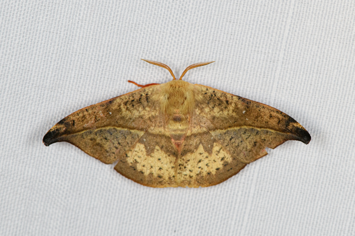 Oreta subvinosa, Minggre, Arfak Mountains, Papua  Arfak Mountains,Australia (continent),Geotagged,Indonesia,Minggre,New Guinea,Oreta subvinosa,Papua,Papua 2023,Spring,Vogelkop,West Papua,Western New Guinea