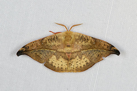 Oreta subvinosa, Minggre, Arfak Mountains, Papua  Arfak Mountains,Australia (continent),Geotagged,Indonesia,Minggre,New Guinea,Oreta subvinosa,Papua,Papua 2023,Spring,Vogelkop,West Papua,Western New Guinea