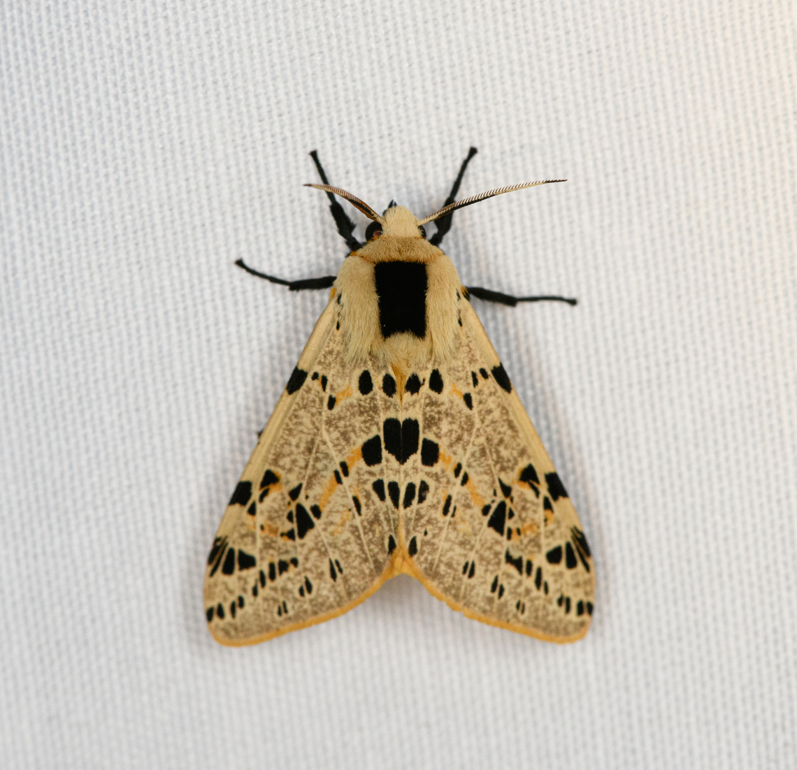 Spilarctia biagi, Minggre, Arfak Mountains, Papua  Arfak Mountains,Australia (continent),Geotagged,Indonesia,Minggre,New Guinea,Papua,Papua 2023,Spilarctia biagi,Spring,Vogelkop,West Papua,Western New Guinea