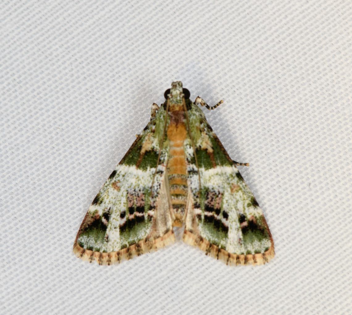 Lacalma sp., Minggre, Arfak Mountains, Papua  Arfak Mountains,Australia (continent),Geotagged,Indonesia,Minggre,New Guinea,Papua,Papua 2023,Spring,Vogelkop,West Papua,Western New Guinea