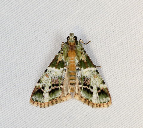 Lacalma sp., Minggre, Arfak Mountains, Papua  Arfak Mountains,Australia (continent),Geotagged,Indonesia,Minggre,New Guinea,Papua,Papua 2023,Spring,Vogelkop,West Papua,Western New Guinea