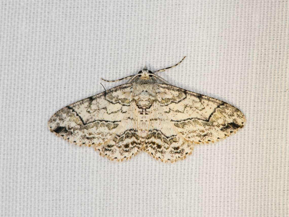 Cleora compectinata, Minggre, Arfak Mountains, Papua  Arfak Mountains,Australia (continent),Cleora compectinata,Geotagged,Indonesia,Minggre,New Guinea,Papua,Papua 2023,Spring,Vogelkop,West Papua,Western New Guinea