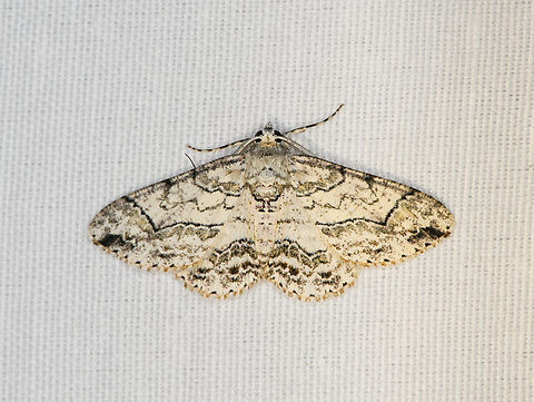 Cleora compectinata, Minggre, Arfak Mountains, Papua  Arfak Mountains,Australia (continent),Cleora compectinata,Geotagged,Indonesia,Minggre,New Guinea,Papua,Papua 2023,Spring,Vogelkop,West Papua,Western New Guinea