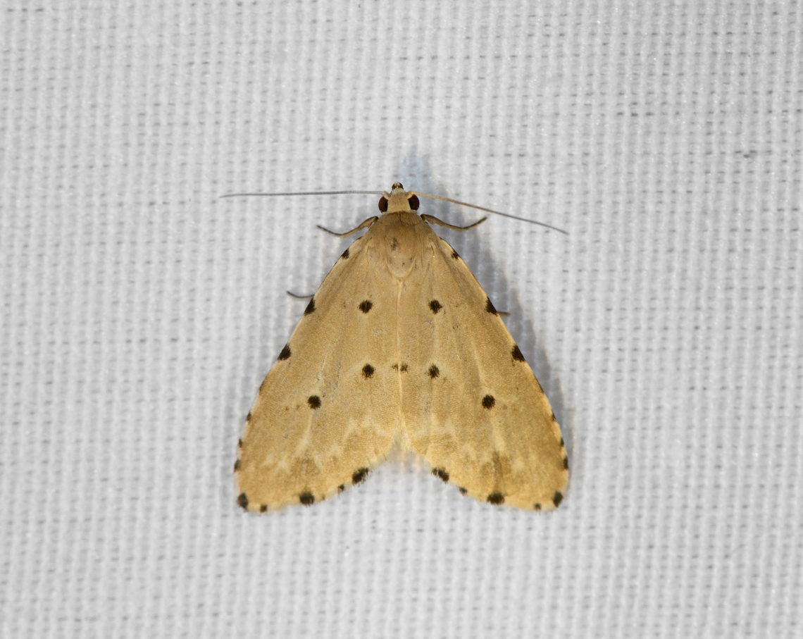 Metaemene atrigutta, Minggre, Arfak Mountains, Papua  Arfak Mountains,Australia (continent),Geotagged,Indonesia,Metaemene atrigutta,Minggre,New Guinea,Papua,Papua 2023,Spring,Vogelkop,West Papua,Western New Guinea