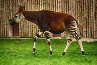 Okapi full body view, Antwerpen Zoo A strange creature indeed. Antwerpen,Belgium,Europe,Okapia johnstoni,okapi