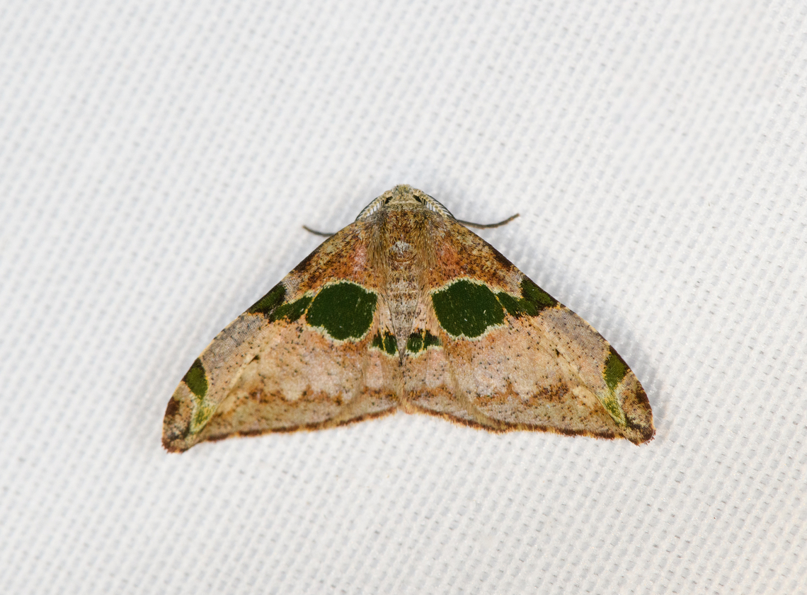 Achrosis pulchricolor, Minggre, Arfak Mountains, Papua  Achrosis pulchricolor,Arfak Mountains,Australia (continent),Geotagged,Indonesia,Minggre,New Guinea,Papua,Papua 2023,Spring,Vogelkop,West Papua,Western New Guinea
