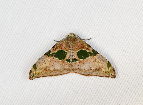 Achrosis pulchricolor