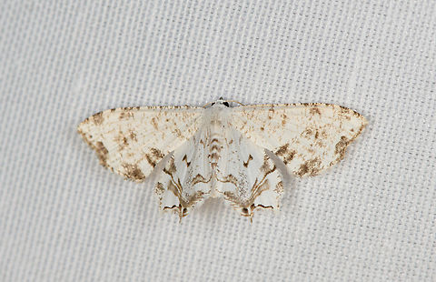 Dysaethria lacteata, Minggre, Arfak Mountains, Papua  Arfak Mountains,Australia (continent),Dysaethria lacteata,Geotagged,Indonesia,Minggre,New Guinea,Papua,Papua 2023,Spring,Vogelkop,West Papua,Western New Guinea