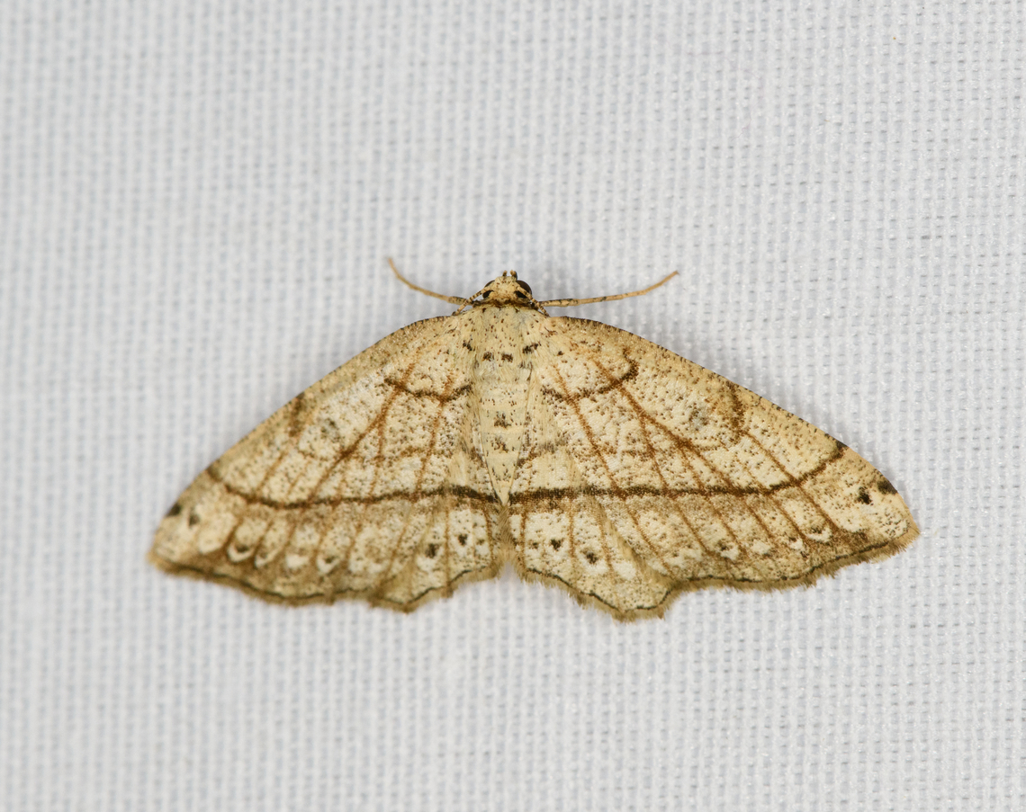 Unknown Moth, Minggre, Arfak Mountains, Papua  Arfak Mountains,Australia (continent),Geotagged,Indonesia,Minggre,New Guinea,Papua,Papua 2023,Spring,Vogelkop,West Papua,Western New Guinea