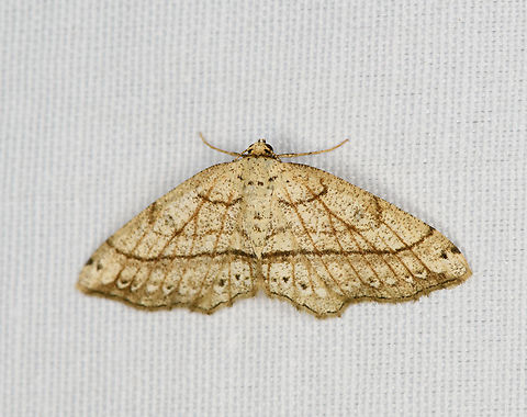 Unknown Moth, Minggre, Arfak Mountains, Papua  Arfak Mountains,Australia (continent),Geotagged,Indonesia,Minggre,New Guinea,Papua,Papua 2023,Spring,Vogelkop,West Papua,Western New Guinea