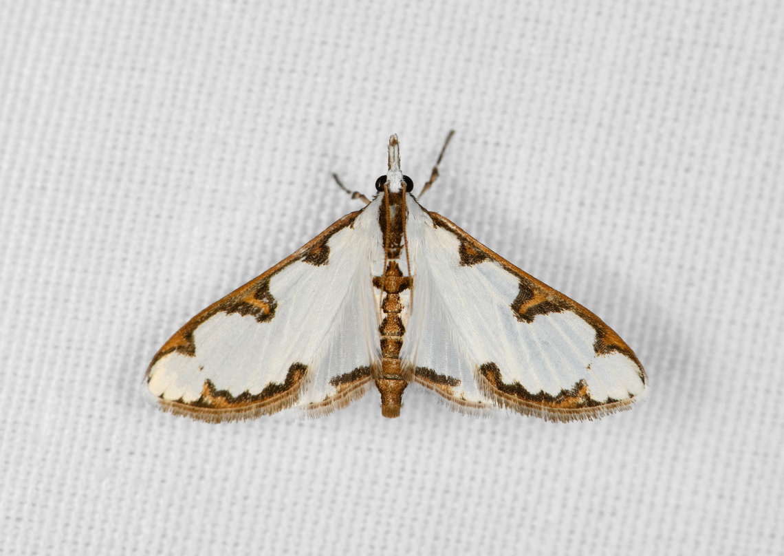 Cirrhochrista brizoalis, Minggre, Arfak Mountains, Papua  Arfak Mountains,Australia (continent),Cirrhochrista brizoalis,Geotagged,Indonesia,Minggre,New Guinea,Papua,Papua 2023,Spring,Vogelkop,West Papua,Western New Guinea