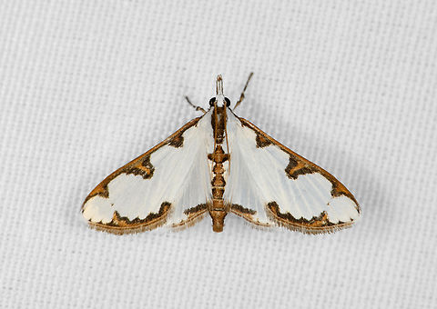 Cirrhochrista brizoalis, Minggre, Arfak Mountains, Papua  Arfak Mountains,Australia (continent),Cirrhochrista brizoalis,Geotagged,Indonesia,Minggre,New Guinea,Papua,Papua 2023,Spring,Vogelkop,West Papua,Western New Guinea