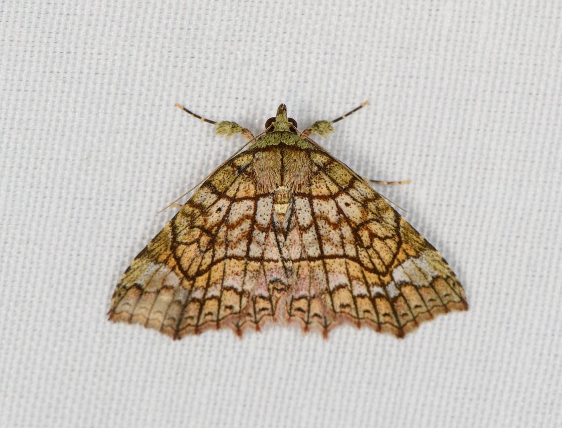 Unknown Moth, Minggre, Arfak Mountains, Papua  Arfak Mountains,Australia (continent),Geotagged,Indonesia,Minggre,New Guinea,Papua,Papua 2023,Spring,Vogelkop,West Papua,Western New Guinea