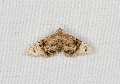 Pug Moth, Minggre, Arfak Mountains, Papua Very small moth cut out from another photo. Arfak Mountains,Australia (continent),Geotagged,Indonesia,Minggre,New Guinea,Papua,Papua 2023,Spring,Vogelkop,West Papua,Western New Guinea