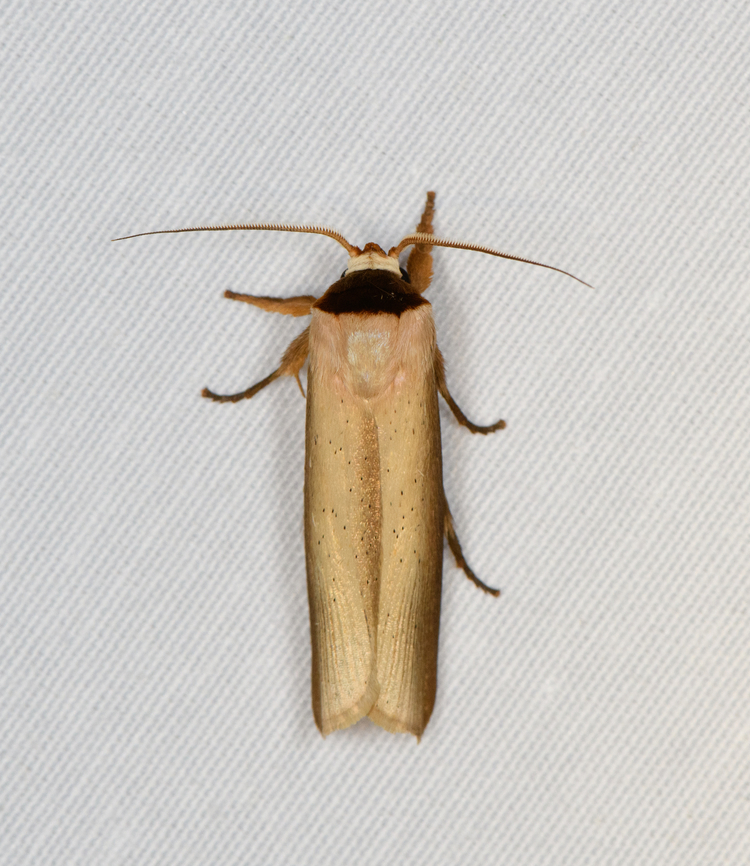 Cryptophasa phaeochtha, Minggre, Arfak Mountains, Papua  Arfak Mountains,Australia (continent),Cryptophasa phaeochtha,Geotagged,Indonesia,Minggre,New Guinea,Papua,Papua 2023,Spring,Vogelkop,West Papua,Western New Guinea